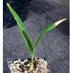 Trachycarpus fortunei one-gallon pots