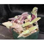 Tradescantia sillamontana cv White Velvet 5-inch pots