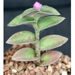 Tradescantia sillamontana cv White Velvet 5-inch pots