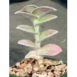 Tradescantia sillamontana cv White Velvet 4-inch pots
