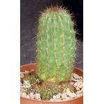 Trichocereus cv Britsch 6-inch pots