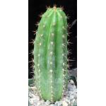 Trichocereus peruvianus cv Serro Blue 5-inch pots