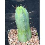 Trichocereus bridgesii 5-inch pots