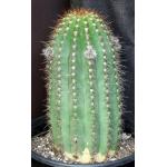 Trichocereus cv California Red 5-gallon pots