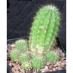 Trichocereus cv Britsch one-gallon pots
