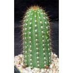 Trichocereus cv ‘Oh Wow‘ one-gallon pots
