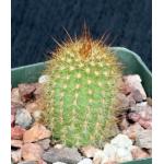 Trichocereus cv Too Pink 4-inch pots