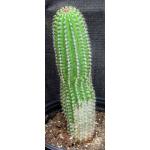 Trichocereus brevispinulosus one-gallon pots