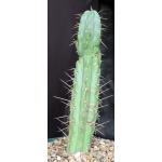 Trichocereus bridgesii cv Sun Spine 8-inch pots