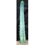 Trichocereus bridgesii (SS02) 2-gallon pots