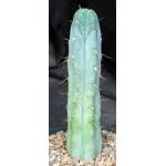 Trichocereus bridgesii (SS02) one-gallon pots