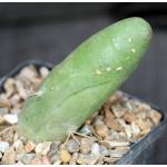 Trichocereus bridgesii (monstrose) 5-inch pots