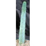 Trichocereus bridgesii (SS02) 8-inch pots