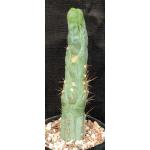 Trichocereus cv Bruce’s Dragon one-gallon pots