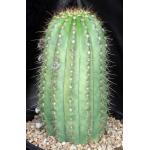 Trichocereus cv Flying Saucer 3-gallon pots