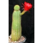 Trichocereus cv Red 5-gallon pots