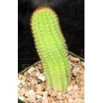 Trichocereus cv Too Pink 5-inch pots