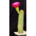 Trichocereus cv ‘Too Pink‘ one-gallon pots
