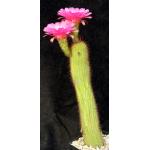 Trichocereus cv Too Pink one-gallon pots