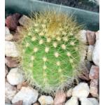Trichocereus cv Yellow 2-inch pots