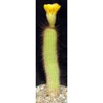 Trichocereus cv Yellow 8-inch pots