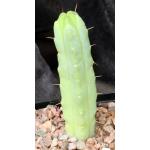Trichocereus pachanoi 5-inch pots
