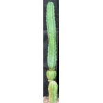 Trichocereus pachanoi 8-inch pots