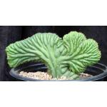 Trichocereus pachanoi (crest) 3-gallon pots