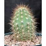 Trichocereus pasacana 8-inch pots
