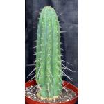 Trichocereus peruvianus 8-inch pots