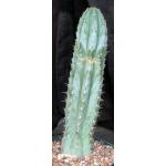 Trichocereus peruvianus cv Althea 8-inch pots