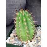 Trichocereus peruvianus Serro Blue 4-inch pots