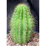 Trichocereus tarijensis (poco) 8-inch pots
