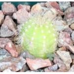 Trichocereus prolifera 3-inch pots