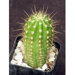 Trichocereus purpureopilosus 2-inch pots