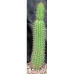 Trichocereus spachianus 8-inch pots