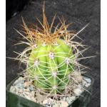 Trichocereus terscheckii 4-inch pots