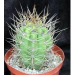 Trichocereus terscheckii 8-inch pots