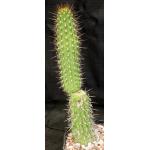 Trichocereus thelogonus one-gallon pots