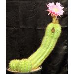 Trichocereus cv Argentine Pink Giant 3-gallon pots