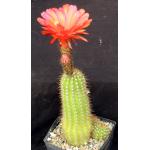 Trichocereus cv Incandescent Crimson x Purple Daze one-gallon po