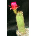 Trichocereus cv Purple Daze 8-inch pots