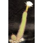 Trichocereus angelesii one-gallon pots
