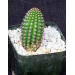 Trichocereus brevispinulosus 5-inch pots