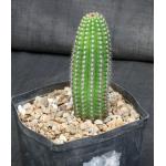 Trichocereus brevispinulosus one-gallon pots