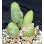 Trichocereus bridgesii (monstrose) one-gallon pots