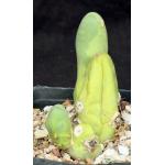 Trichocereus bridgesii (monstrose) one-gallon pots