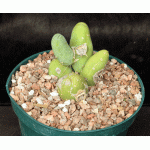 Trichocereus bridgesii (monstrose) 8-inch pots