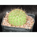 Trichocereus bruchii (DJF 246) one-gallon pots