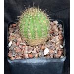 Trichocereus cv Hans Britsch 5-inch